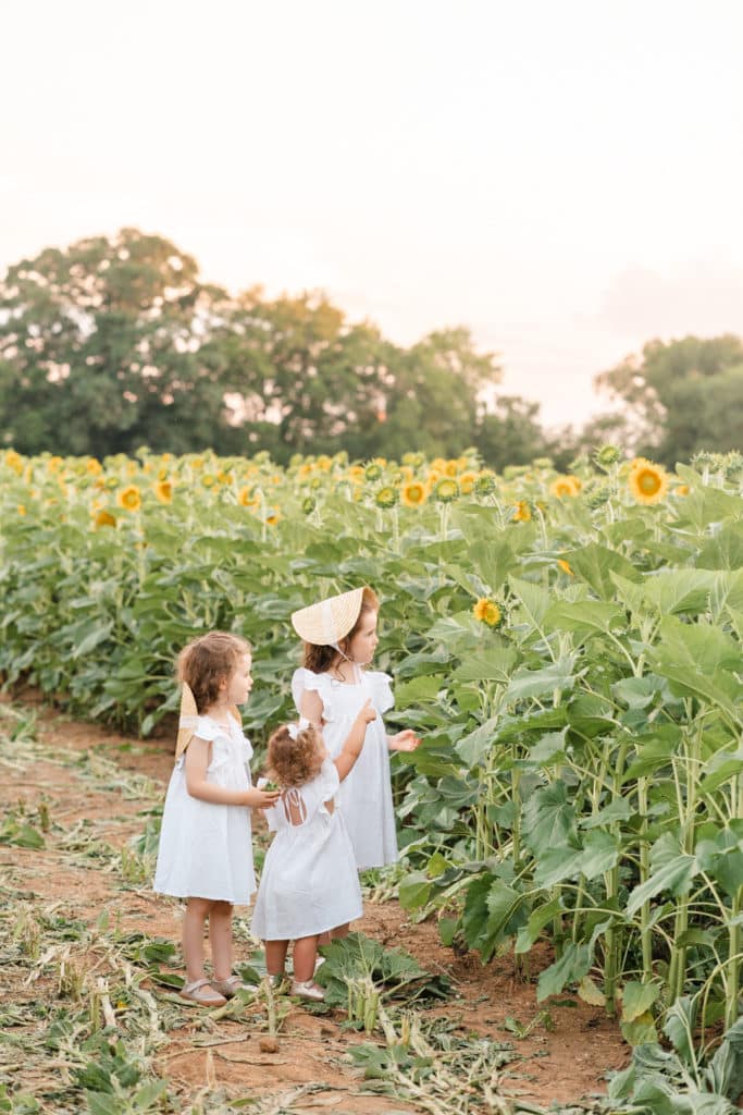 Ooltewah sunflowers, 3 sisters at Smith Perry Berries, Sunflower photography sessions