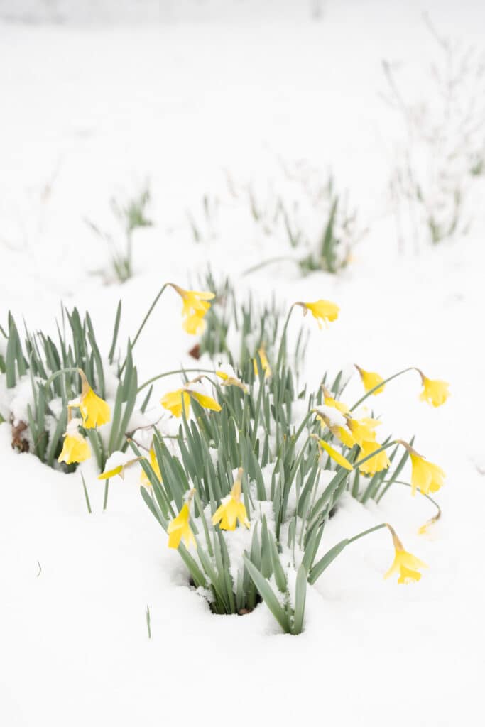 Snowy Flowers