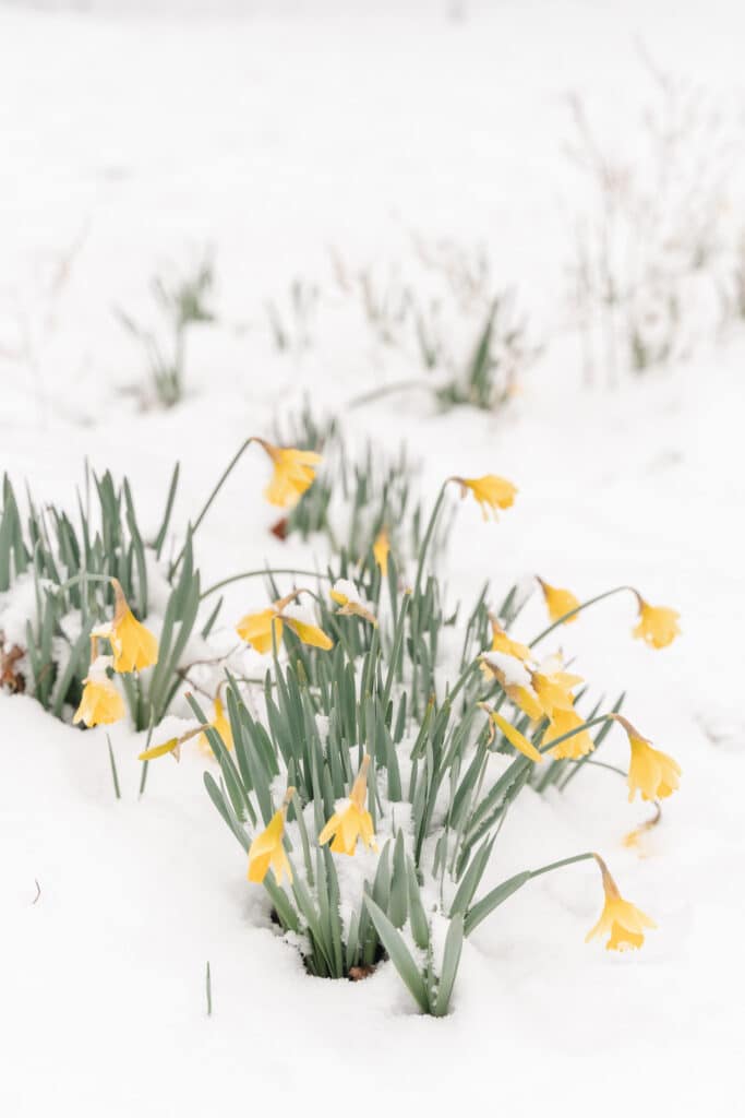 Snow flowers