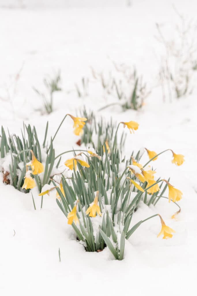 Snow Flowers